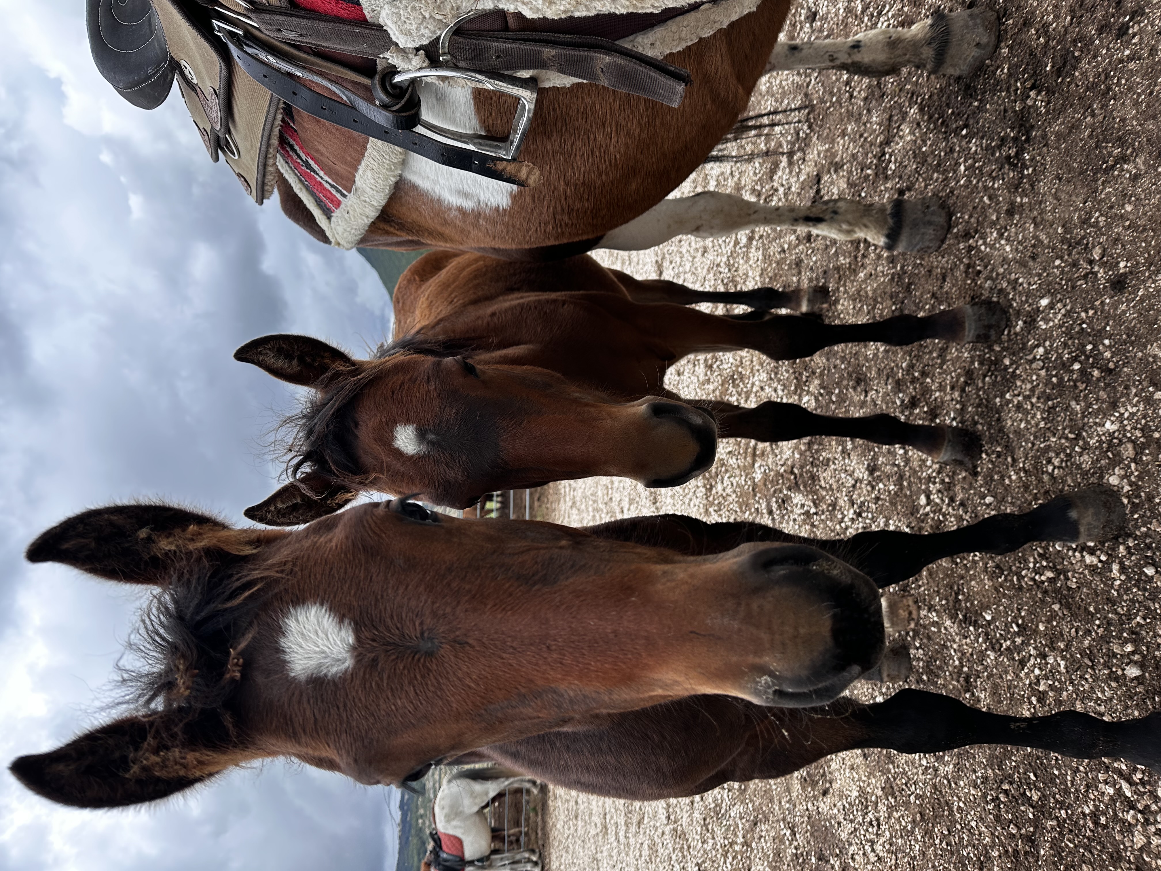 Passeggiata a cavallo vista trabocchi🐴